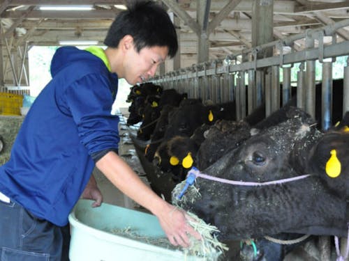 畜産飼育（孫ターン）