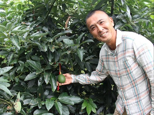 アボカド栽培(Iターン)