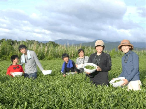 お茶摘み体験