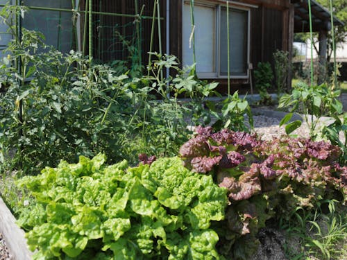 八女では家庭菜園が手軽にできます。お子さんと一緒に、野菜を育てたら、モリモリ食べてくれそうですね。