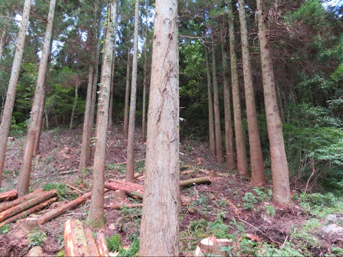 間伐された人工林
