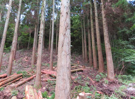 間伐された人工林