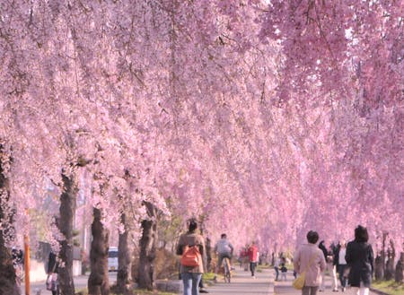 約3㎞に渡って、1000本の枝垂れ桜が咲き誇る市内の観光スポットです。