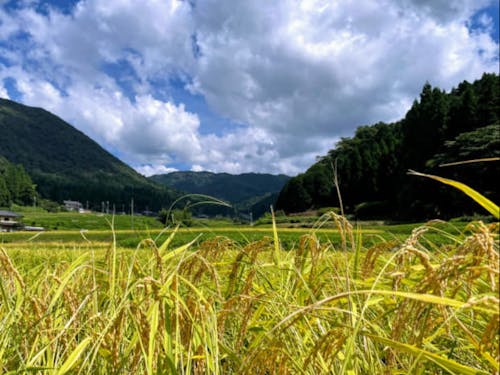 豊岡のおいしいお米を食べよう!