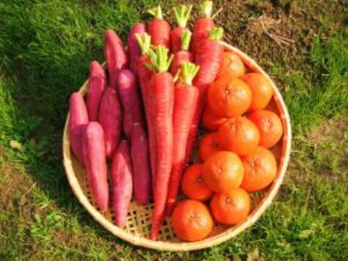 坂出市の特産品(三金時)