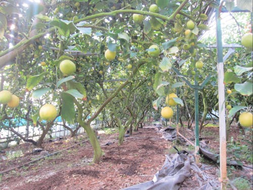 柑橘農家で仕事体験