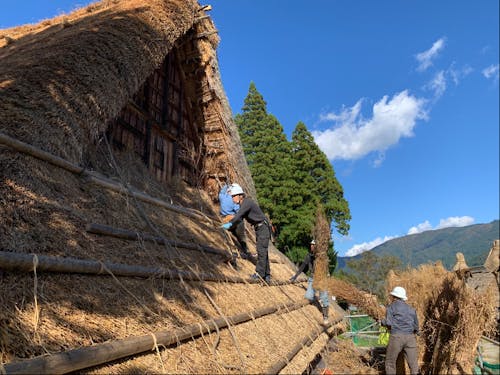 茅の葺き替え作業の様子