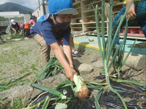 園庭には畑があり、旬の野菜が収穫できます