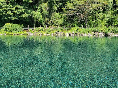 1日に9万トン以上も湧く!疎水百選竹中池