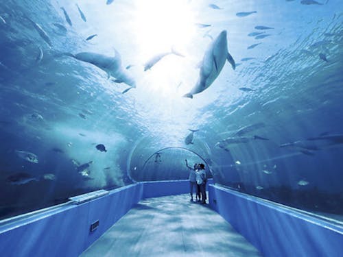 能登島にはジンベエザメもいる水族館も