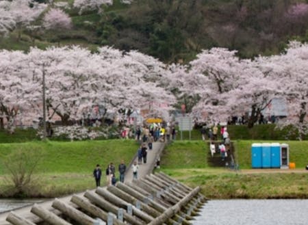 木次の桜祭り