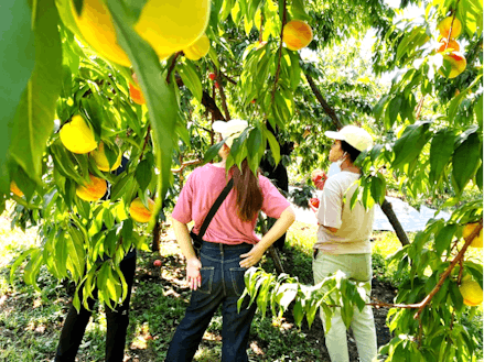 東京の大学生が桃農家へ視察に訪れています