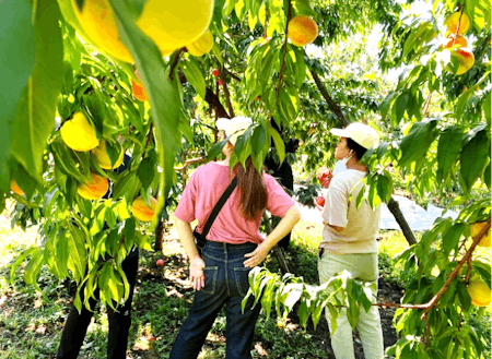 東京の大学生が桃農家へ視察に訪れています