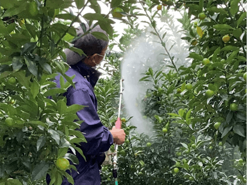 防除作業の様子(きんかん)