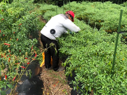 唐辛子収穫作業風景
