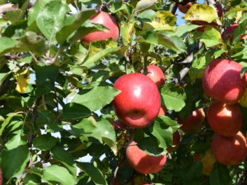 青森と言えばのりんご