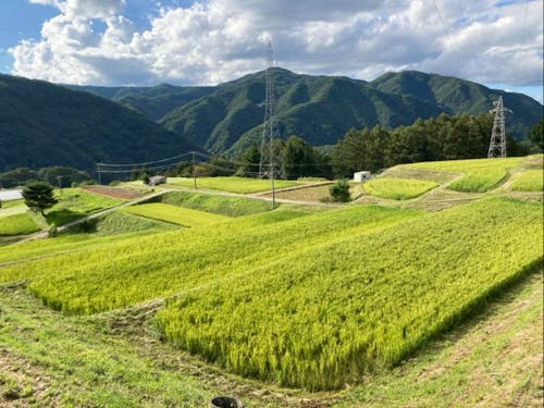 山間の棚田