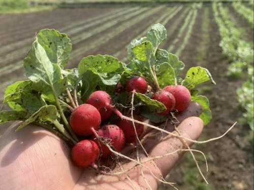 自然栽培で育てた野菜はレストラン等に卸す
