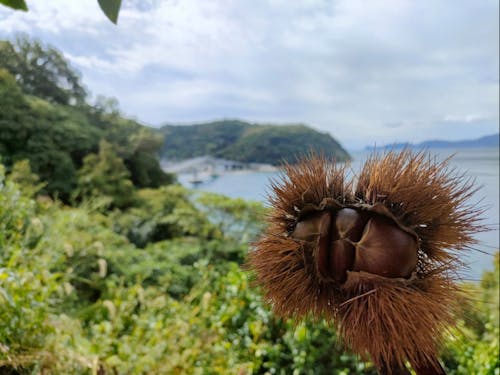 西村さん家のみかん畑には栗の木も。栗の季節ですね。