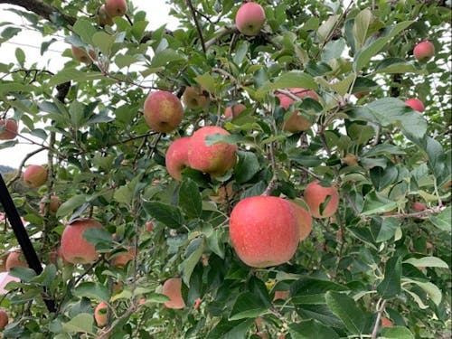 西日本最大級のりんごの観光農園もあります