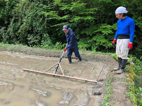 いなかパイプの田んぼでは自分たちでお米も作っています。