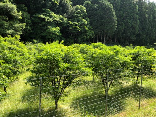 接ぎ木で大きくしていますが、中には実生で育てている柚子の木も