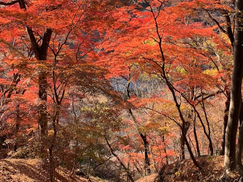 紅葉の綺麗な時期です