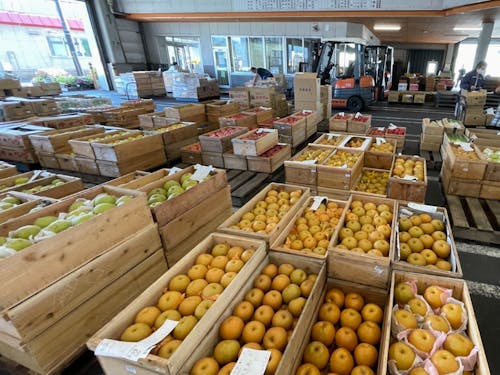 様々な種類の果物が並ぶ町営青果市場