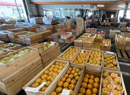様々な種類の果物が並ぶ町営青果市場