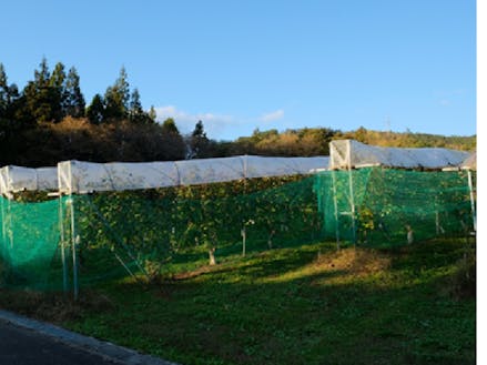 葡萄が丘農業研究所のぶどう畑