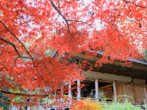 伊那谷は紅葉の季節です_西箕輪の仲仙寺
