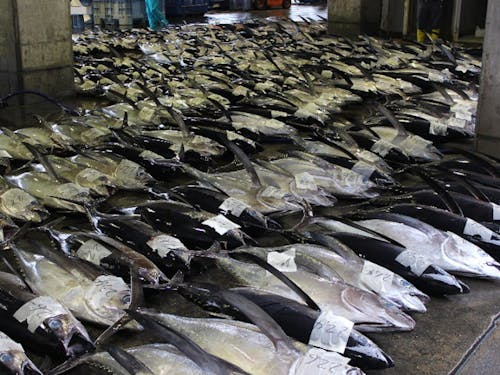 豊富な水揚げがある漁業の町