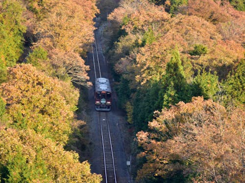 紅葉の中を走る信楽高原鐵道