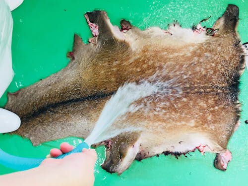 搬入された鹿の「皮」もなめし業者へ納品し活用しています