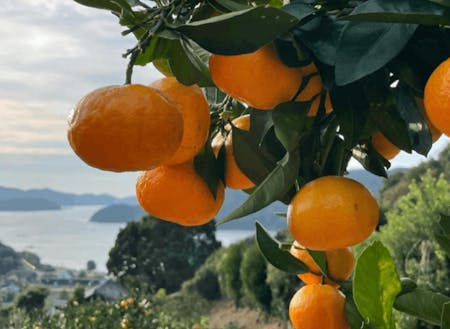 柑橘栽培の現場