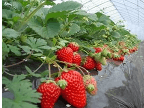 農林科の高校生が作る果物