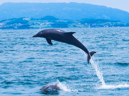 イルカ達は自然ならではのいろんな行動をしてくれます♪