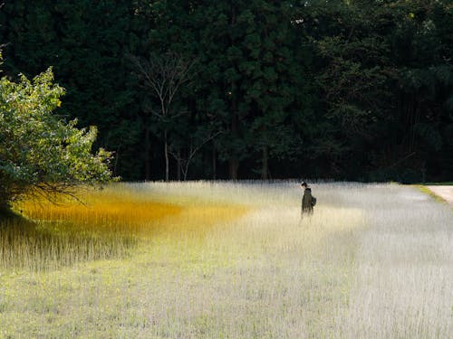 心田を耕す（ヨウ・ウェンフー 作）