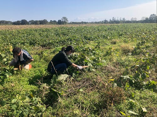 農福連携で農作業をしている様子