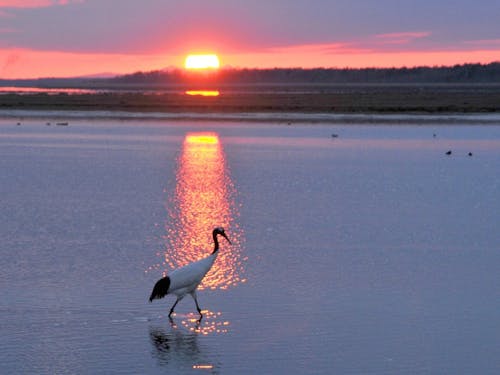 日本では根室でしか出会えない野鳥もいるんです!