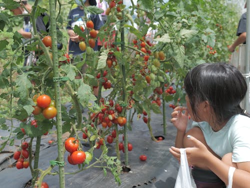 豊岡はトマトも特産です
