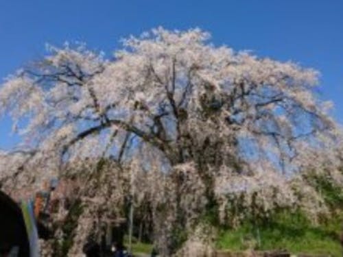 雲南市のしだれ桜