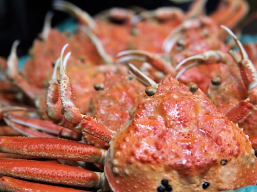 香箱蟹などの地場食材で観光客をおもてなしする。