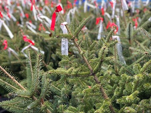 村の隠れた名産品「もみの木」。都内のあのツリーも嬬恋産かも…