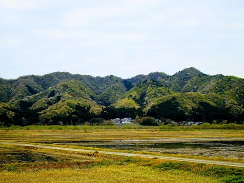 新潟県村上の森、広葉樹林も多く、新潟最大の林業地だ