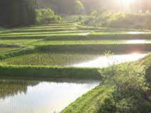 田んぼの水面が鏡のように連なる景色は、なんとも表現できない美しさです✨