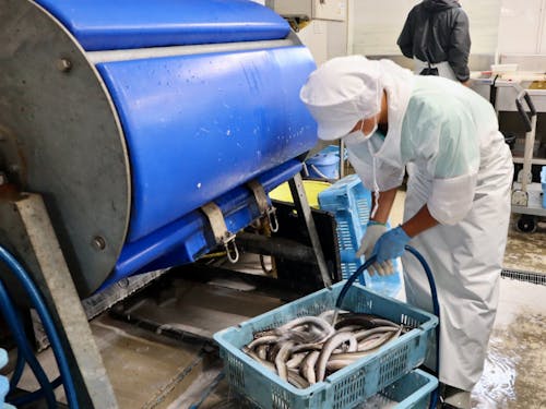 お魚を洗い、加工する様子