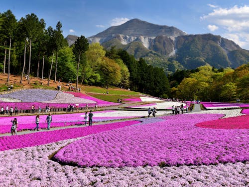 春の芝桜、秋の紅葉、冬の氷柱と年間を通して豊富な観光資源