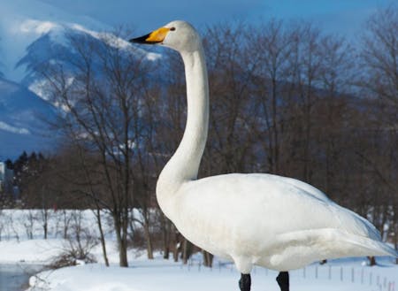 毎年冬になると平川に飛来する白鳥