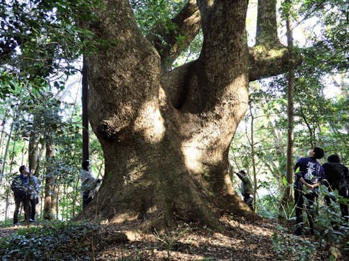 大きな楠(くす)の木